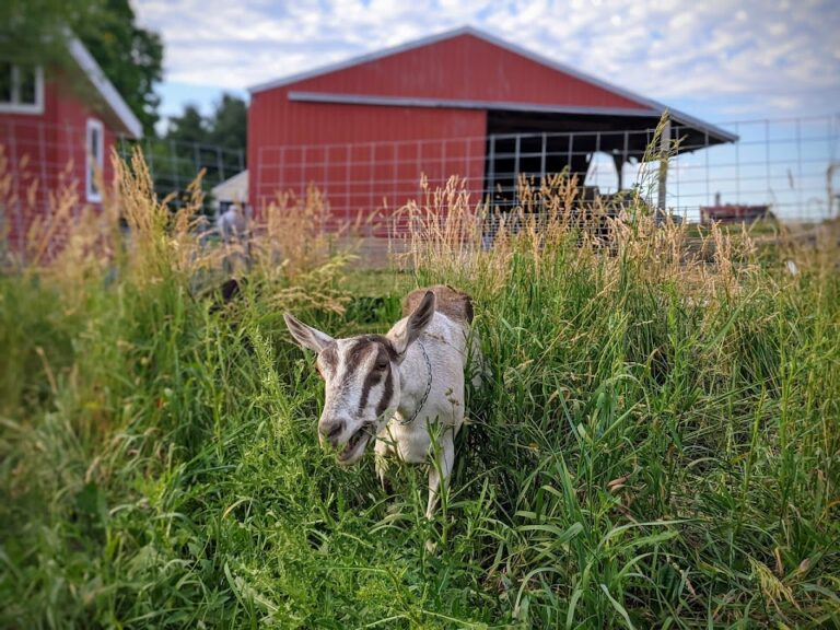 Kinnikinnick Farm